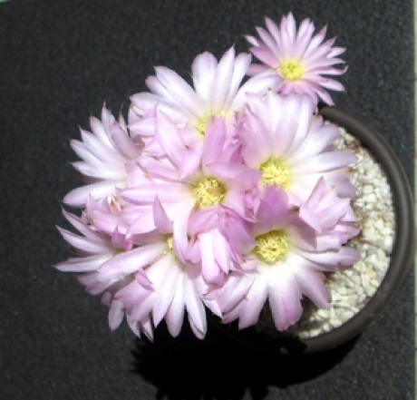 49 - Acanthocalycium Violaceum  - 22