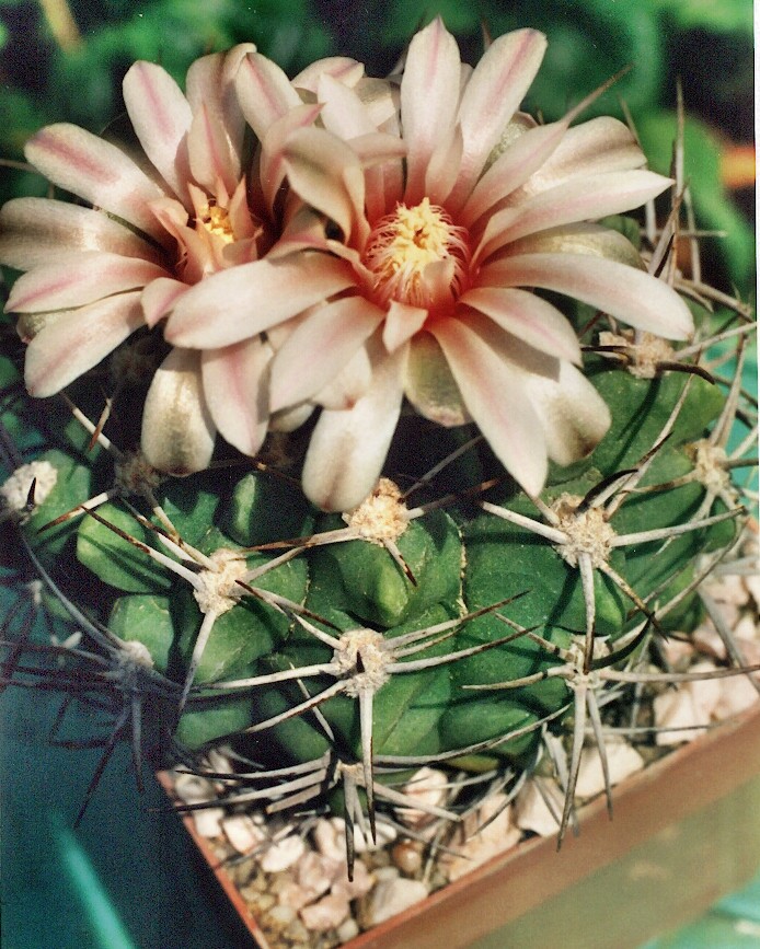 60b