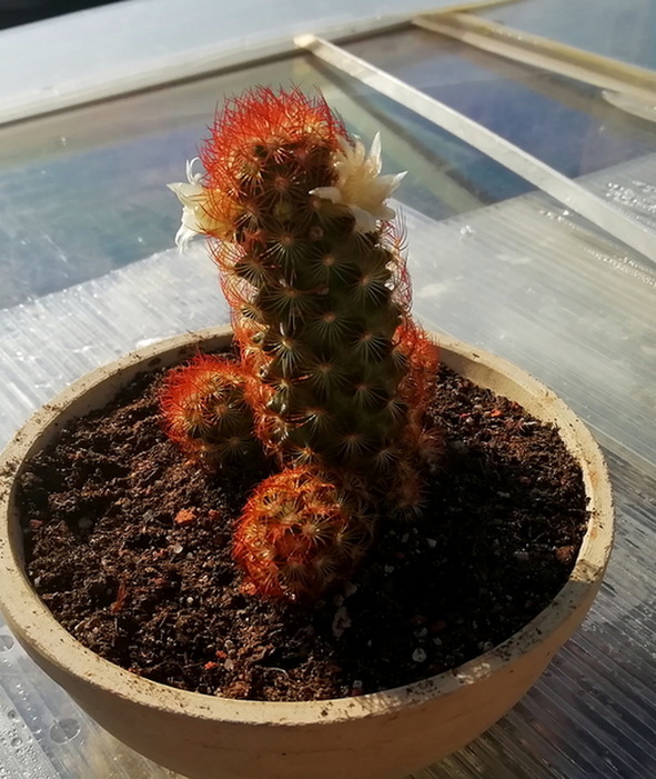 07 - Mammillaria elongata f. rubrispina  - 02