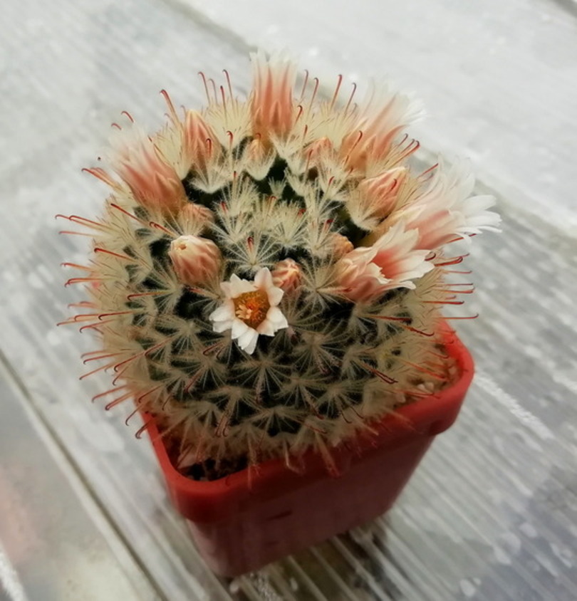 09 - Mammillaria pennispinosa  - 05
