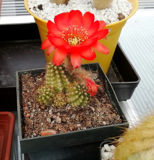 10 - Chamacereus silvestrii  - 01