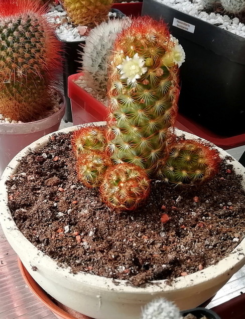11 - Mammillaria elongata f. rubrispina  - 03