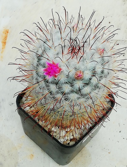 12 - Mammillaria bombycina  - 02