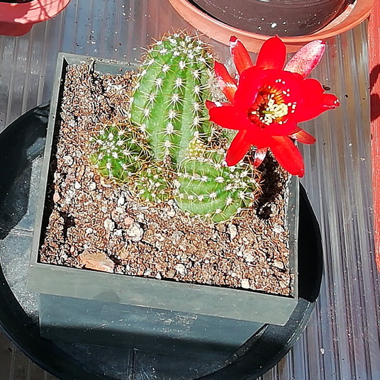 13 - Chamacereus silvestrii  - 03