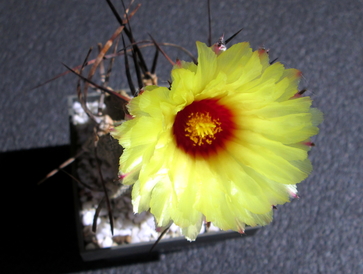 16 - Astrophytum capricorne  - 03