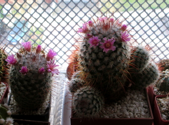 25 - Mammillaria bombycina - 07