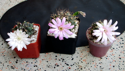 26 - Gymnocalycium  - 01