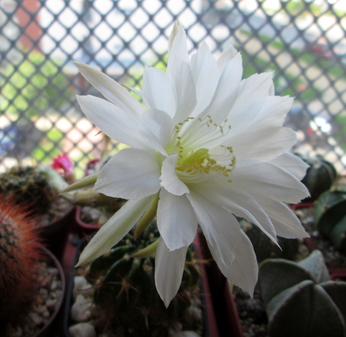 30 - Echinopsis leucantha  - 01