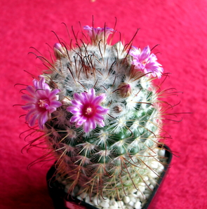 31 - Mammillaria bombycina - 06