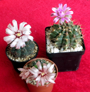 32 - Gymnocalycium  - 02