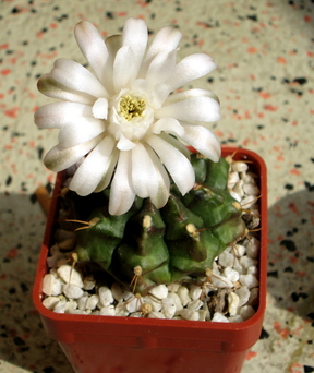 34 - Gymnocalycium mihanovichii  - 02