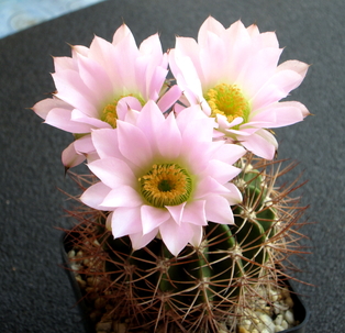 37 - Acanthocalycium hybrid  - 05