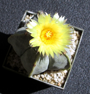 40 - Astrophytum Myriostigma  v.strongylogonum  - 01