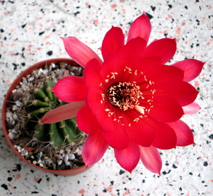 41 - Echinopsis mamillosa var. kermesina  27