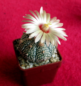 46 - Astrophytum  supercabuto  - 02