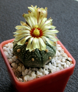 47 - Astrophytum asterias  - 01