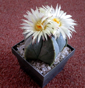 49 - Astrophytum Myriostigma - 3