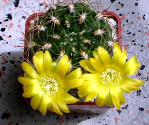 55 - Rebutia neocumingii subs. pilcomayensis 13