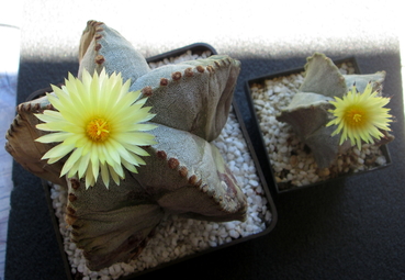 60 - Astrophytum Myriostigma  - 17