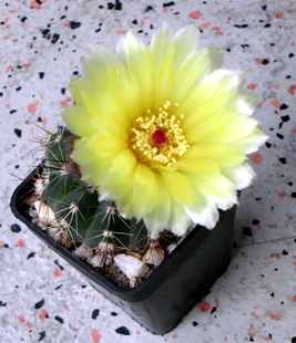 63 - Notocactus ottonis - 05