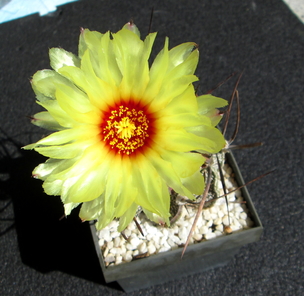 64 - Astrophytum capricorne  - 02