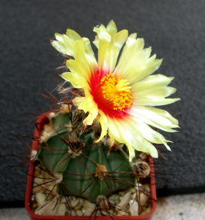 65 - Astrophytum hybrid  - 05