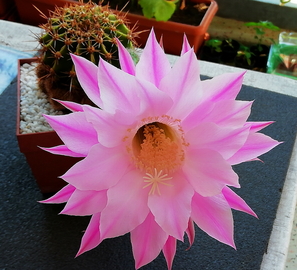 67 - Echinopsis oxygona  - 49