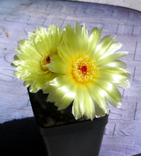 70 - Notocactus ottonis - 08