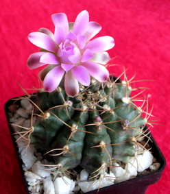 72 - Gymnocalycium damsii  - 05