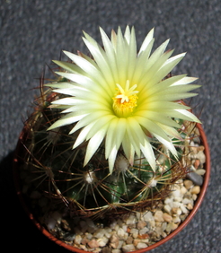 75 - Coryphantha  - 05