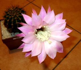 80 - Echinopsis oxygona  - 18