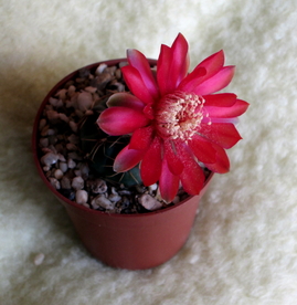 83 - Gymnocalycium baldianum  - 03