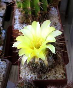 89 - Echinopsis aurea  - 12