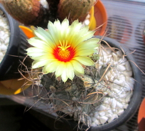 04 - Astrophytum capricorne - 1