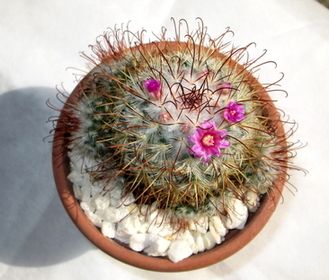 05 - Mammillaria bombycina  - 4