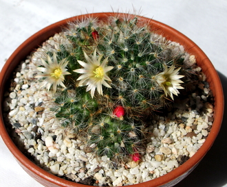 10 - Mammillaria prolifera  - 16