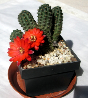 14 - Rebutia pygmaea  - 8