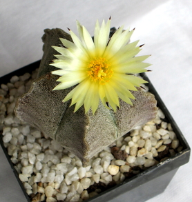 15 - Astrophytum Myriostigma - 1