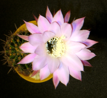 18 - Echinopsis oxygona - 36