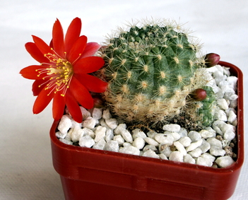 19 - Rebutia  fiebrigii - 14