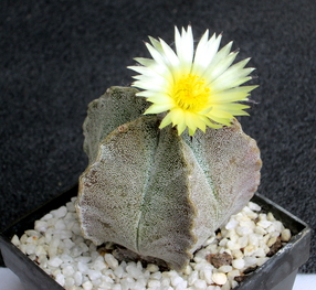 20 - Astrophytum Myriostigma - 6