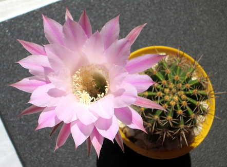 21 - Echinopsis oxygona - 73
