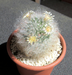 24 - Mammillaria bocasana  - 07