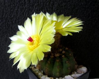 27 - Notocactus ottonis  - 13