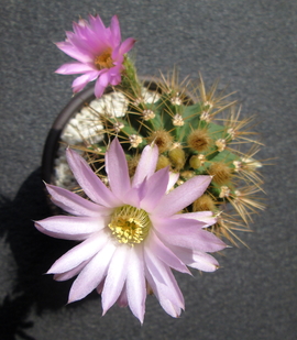 28 - Acanthocalycium Violaceum  - 15