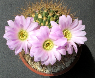 29 - Acanthocalycium Violaceum  - 06