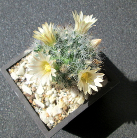 30 - Mammillaria prolifera  - 10