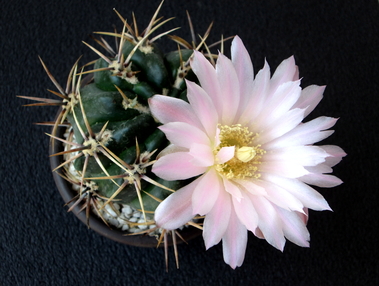 32 - Gymnocalycium monvillei v.achirasense - 09