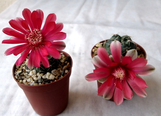 33 - Gymnocalycium baldianum  - 15