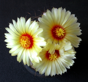 35 - Astrophytum capricorne - 03